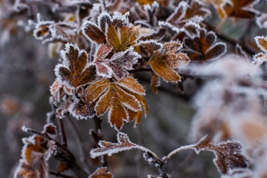 National Weather Service Issues Frost Advisory for Oklahoma City, Shawnee, and Surrounding Areas