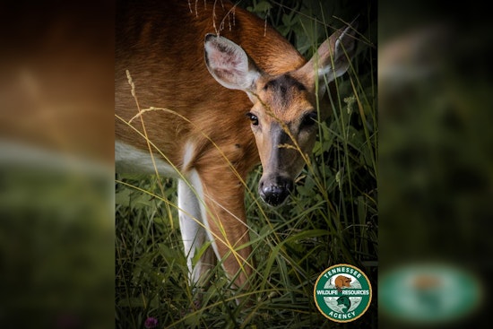 New Deer Bait License and Drone Recovery Rules for Tennessee Hunters Announced by TWRA