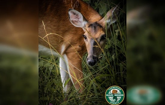 New Deer Bait License and Drone Recovery Rules for Tennessee Hunters Announced by TWRA