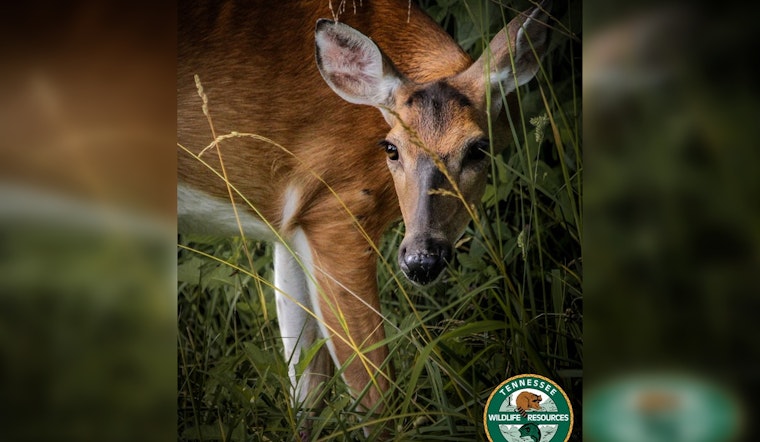 New Deer Bait License and Drone Recovery Rules for Tennessee Hunters Announced by TWRA