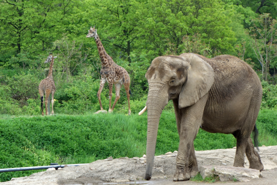 Nonhuman Rights Project Sues Pittsburgh Zoo Alleging Inadequate Conditions for Elephants