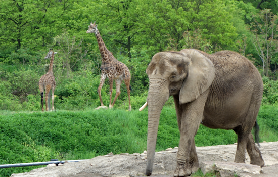 Nonhuman Rights Project Sues Pittsburgh Zoo Alleging Inadequate Conditions for Elephants