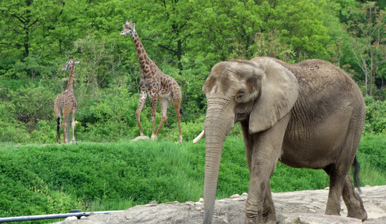 Nonhuman Rights Project Sues Pittsburgh Zoo Alleging Inadequate Conditions for Elephants