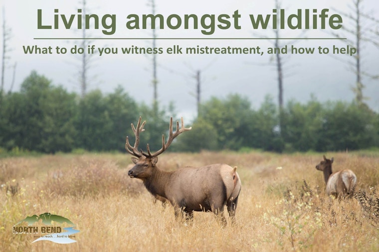 North Bend Officials Urge Caution During Elk Rut Season; Illegal Feeding Crackdown by WDFW