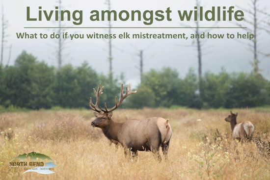 North Bend Officials Urge Caution During Elk Rut Season; Illegal Feeding Crackdown by WDFW