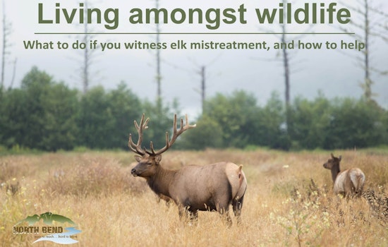 North Bend Officials Urge Caution During Elk Rut Season; Illegal Feeding Crackdown by WDFW