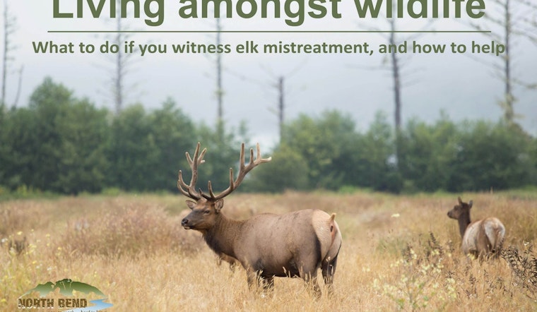 North Bend Officials Urge Caution During Elk Rut Season; Illegal Feeding Crackdown by WDFW