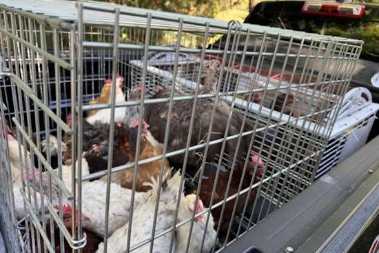 Northport Couple Charged with Animal Cruelty, Endangering Elderly Woman After Over 200 Animals Found in Squalid Conditions