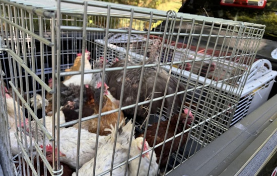 Northport Couple Charged with Animal Cruelty, Endangering Elderly Woman After Over 200 Animals Found in Squalid Conditions