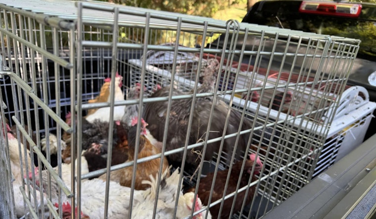 Northport Couple Charged with Animal Cruelty, Endangering Elderly Woman After Over 200 Animals Found in Squalid Conditions