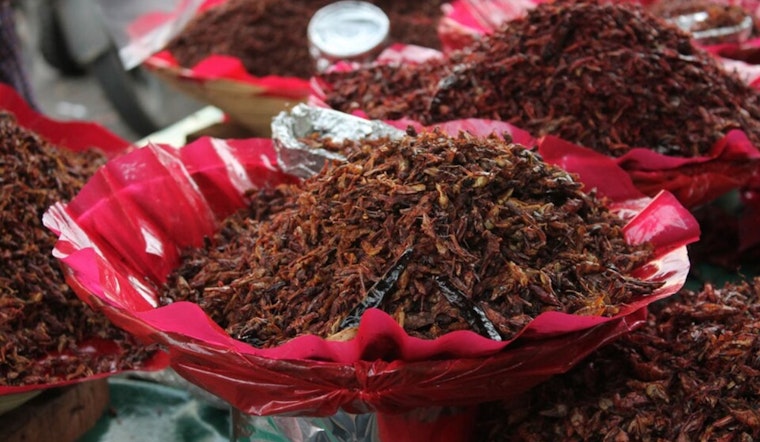 Oaxaca's Chapulines: From Historical Staple to Modern Delicacy in Local Economy, Says Ohio State Researcher