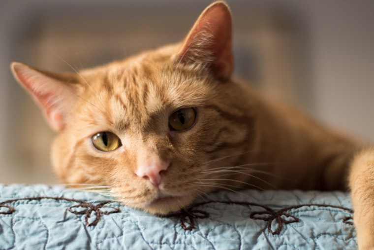 Ohio Appeals Court Rules on Joint Custody in Post-Breakup Dispute Over Beloved Cat Marvin