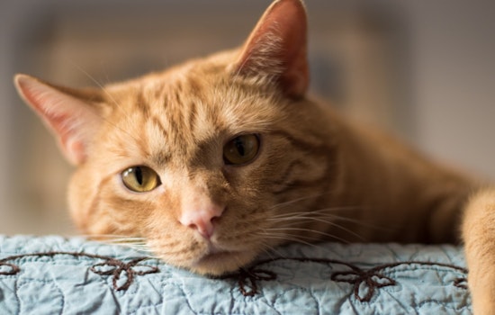 Ohio Appeals Court Rules on Joint Custody in Post-Breakup Dispute Over Beloved Cat Marvin