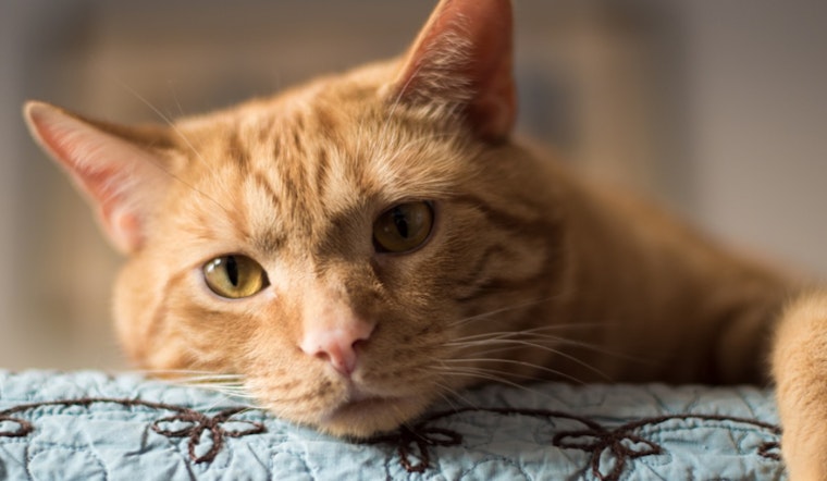Ohio Appeals Court Rules on Joint Custody in Post-Breakup Dispute Over Beloved Cat Marvin