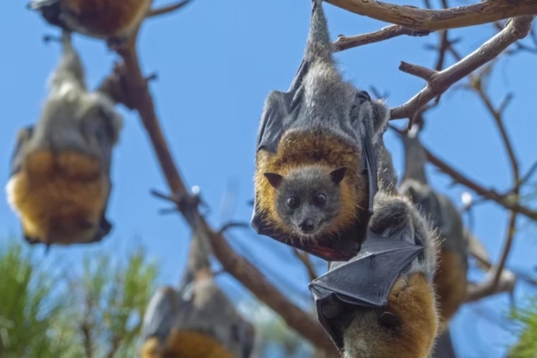 Ohio Bat Fest Flies Into Cincinnati: A Festival of Education, Conservation, and Technology at Maple Ridge Lodge