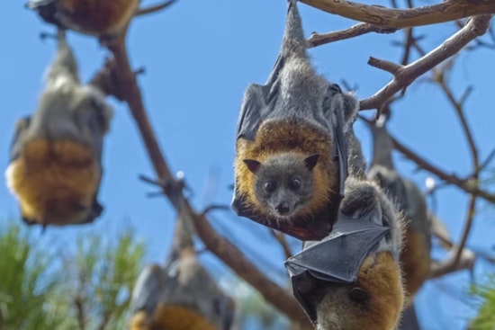 Ohio Bat Fest Flies Into Cincinnati: A Festival of Education, Conservation, and Technology at Maple Ridge Lodge