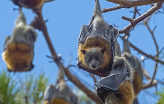Ohio Bat Fest Flies Into Cincinnati: A Festival of Education, Conservation, and Technology at Maple Ridge Lodge