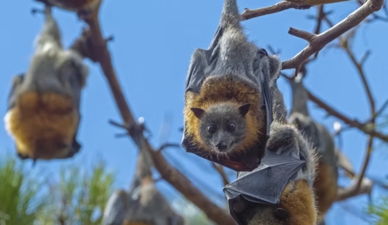 Ohio Bat Fest Flies Into Cincinnati: A Festival of Education, Conservation, and Technology at Maple Ridge Lodge