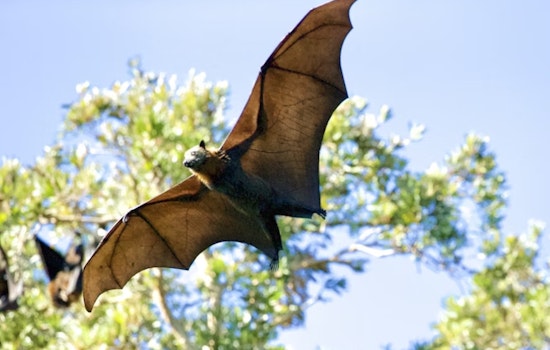 Ohio Bat Fest Takes Flight with Immersive Conservation Experience at University of Cincinnati
