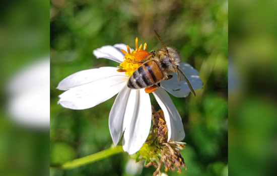 Ohio Bee Survey Identifies Over 330 Species, Spurring Conservation and Research Efforts
