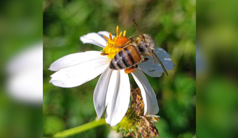 Ohio Bee Survey Identifies Over 330 Species, Spurring Conservation and Research Efforts