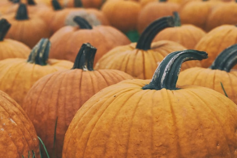 Ohio Pumpkin Season Endures Weather and Market Challenges, Quality High but Supply May Vary