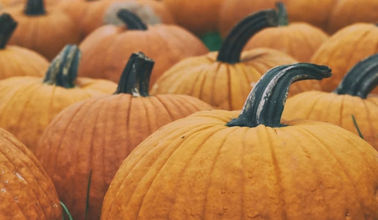 Ohio Pumpkin Season Endures Weather and Market Challenges, Quality High but Supply May Vary