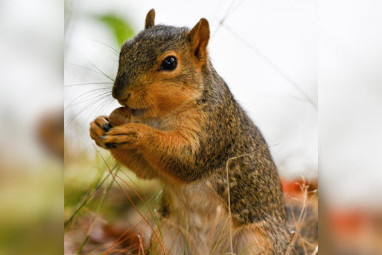 Ohio Sees Bumper Acorn Crop as Red and White Oak Trees Surpass Average Yields, ODNR Reports