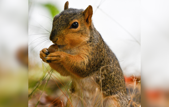 Ohio Sees Bumper Acorn Crop as Red and White Oak Trees Surpass Average Yields, ODNR Reports