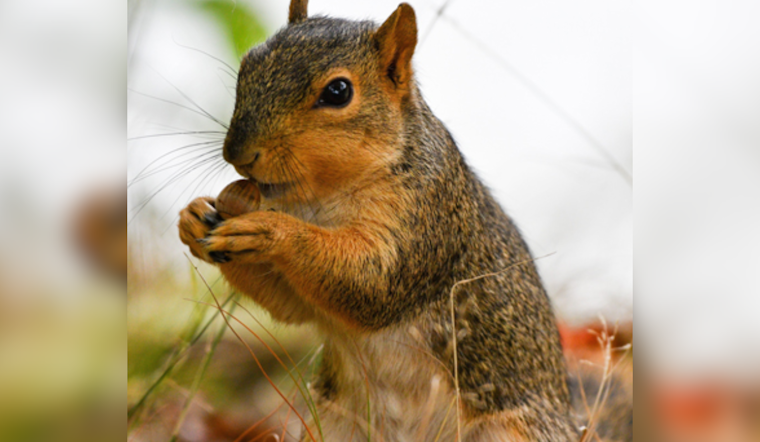 Ohio Sees Bumper Acorn Crop as Red and White Oak Trees Surpass Average Yields, ODNR Reports