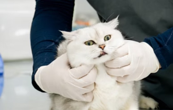 Ohio State Study Reveals Longer Waits, More Travel for Rural Pet Owners Seeking Veterinary Care