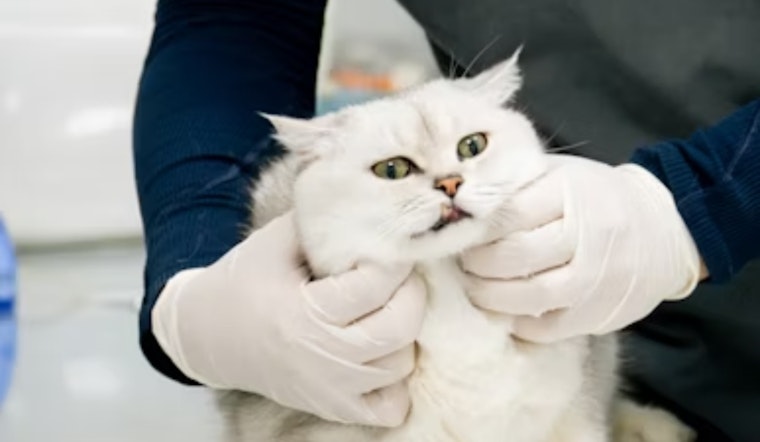 Ohio State Study Reveals Longer Waits, More Travel for Rural Pet Owners Seeking Veterinary Care