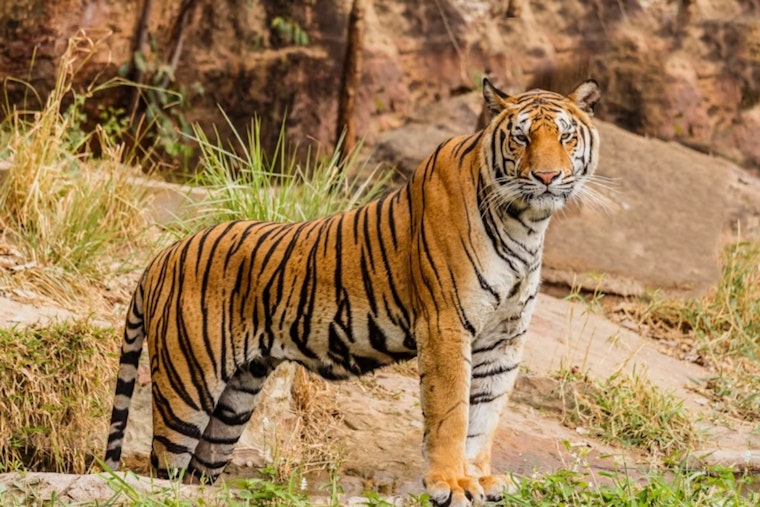 Ohio State University Researchers Launch ECODATA: New Open-Source Wildlife Tracking Tool to Aid Conservation Efforts