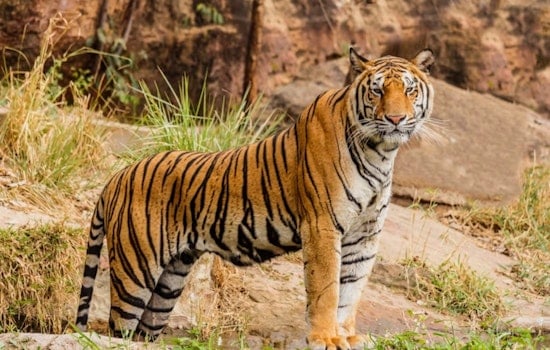 Ohio State University Researchers Launch ECODATA: New Open-Source Wildlife Tracking Tool to Aid Conservation Efforts