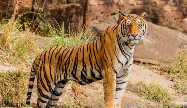 Ohio State University Researchers Launch ECODATA: New Open-Source Wildlife Tracking Tool to Aid Conservation Efforts