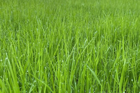 Ohio State University Study Highlights Green Infrastructure's Role in Reducing Urban Water Pollution