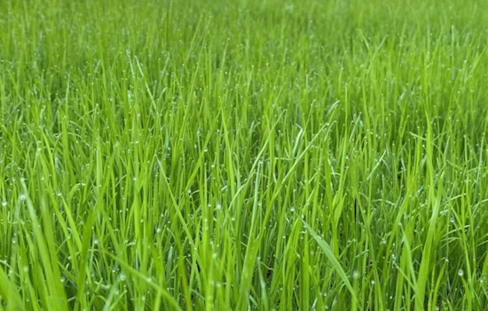 Ohio State University Study Highlights Green Infrastructure's Role in Reducing Urban Water Pollution