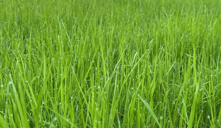 Ohio State University Study Highlights Green Infrastructure's Role in Reducing Urban Water Pollution