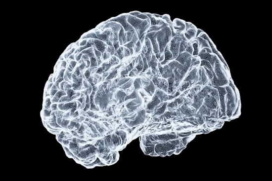 Ohio State University Study Reveals Insight into Brain's Connectivity and Functional Distinctiveness