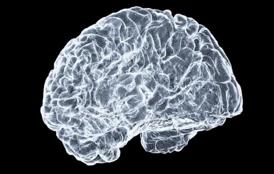 Ohio State University Study Reveals Insight into Brain's Connectivity and Functional Distinctiveness