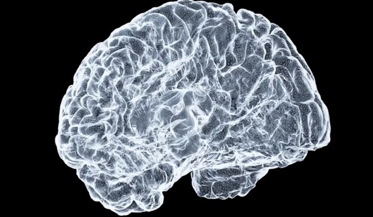 Ohio State University Study Reveals Insight into Brain's Connectivity and Functional Distinctiveness