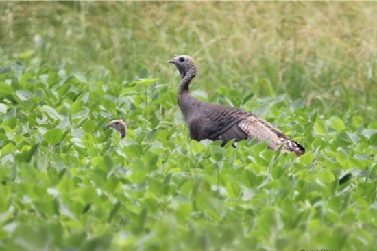 Ohio's Wild Turkey Population Experiences Slight Decline, ODNR Reports
