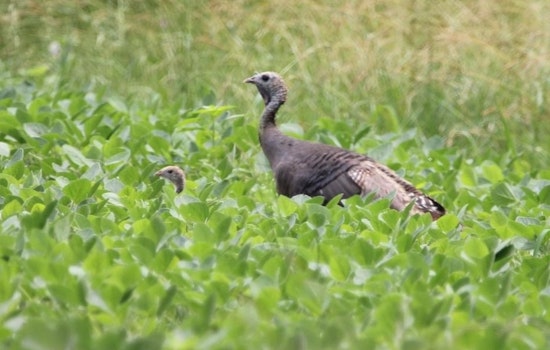 Ohio's Wild Turkey Population Experiences Slight Decline, ODNR Reports
