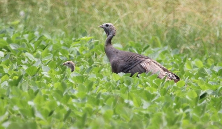 Ohio's Wild Turkey Population Experiences Slight Decline, ODNR Reports