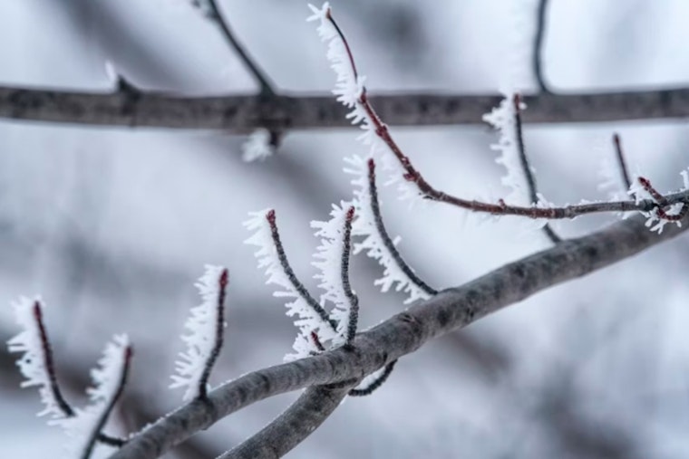 Oklahoma City Issues Frost Advisory as Perry Stillwater and Seminole Gardeners Urged to Protect Plants