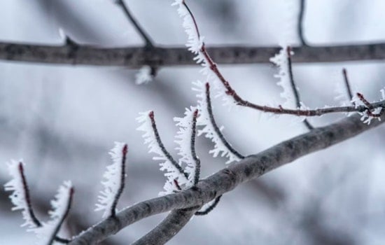 Oklahoma City Issues Frost Advisory as Perry Stillwater and Seminole Gardeners Urged to Protect Plants