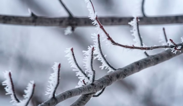 Oklahoma City Issues Frost Advisory as Perry Stillwater and Seminole Gardeners Urged to Protect Plants