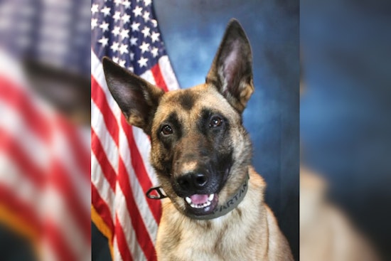Onslow County Sheriff's Office Welcomes K9 Spartan, a Trained Belgian Malinois, to Enhance Local Law Enforcement