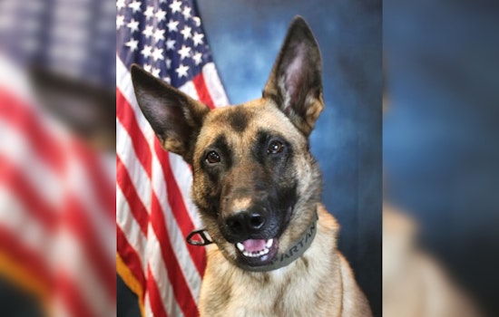 Onslow County Sheriff's Office Welcomes K9 Spartan, a Trained Belgian Malinois, to Enhance Local Law Enforcement