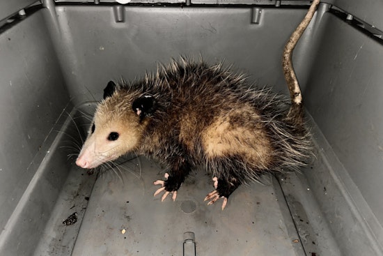 Opossum Incursions at Honolulu Harbor Prompt Swift Action by Hawaii Agriculture Inspectors